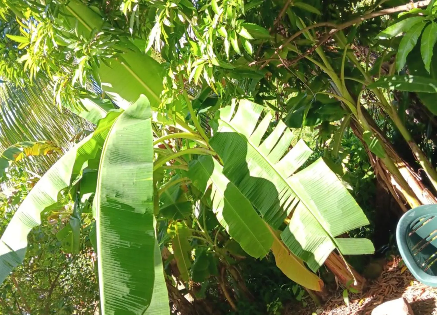 Sous Le Manguier Apartment Sainte-Anne Martinique