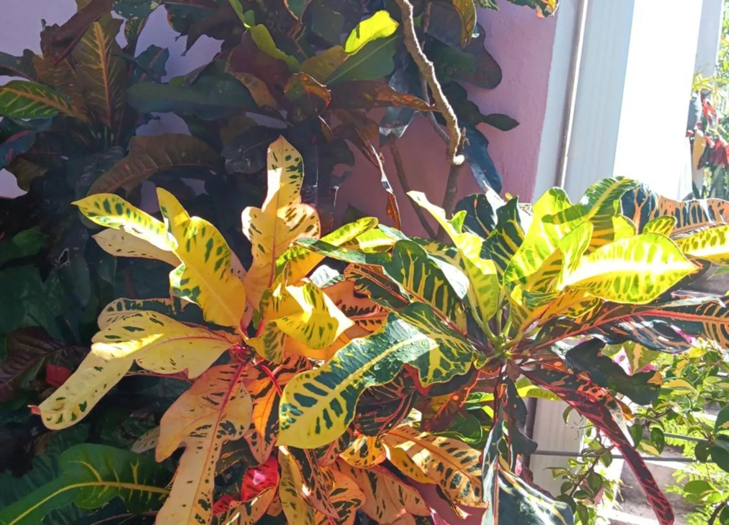 Sous Le Manguier Apartment Sainte-Anne